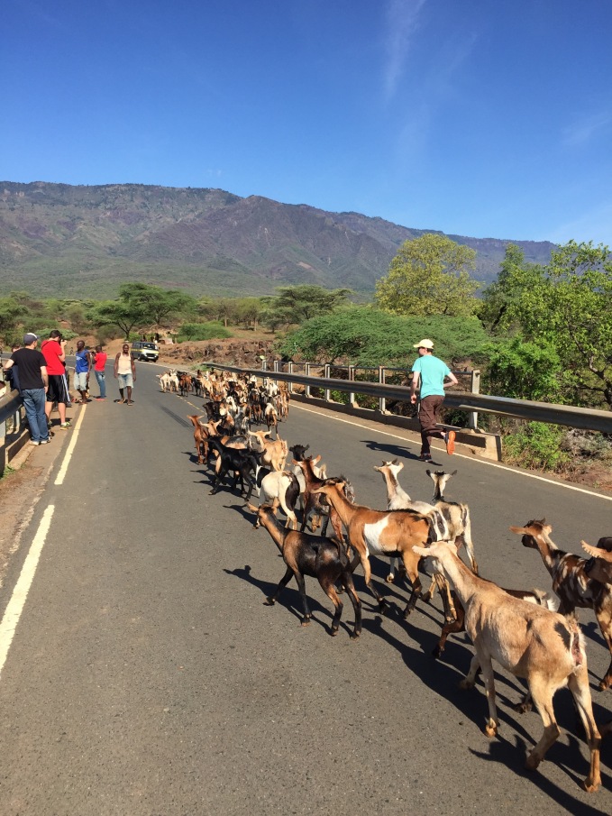 Goats, unofficial national animal of Kenya; Kenya