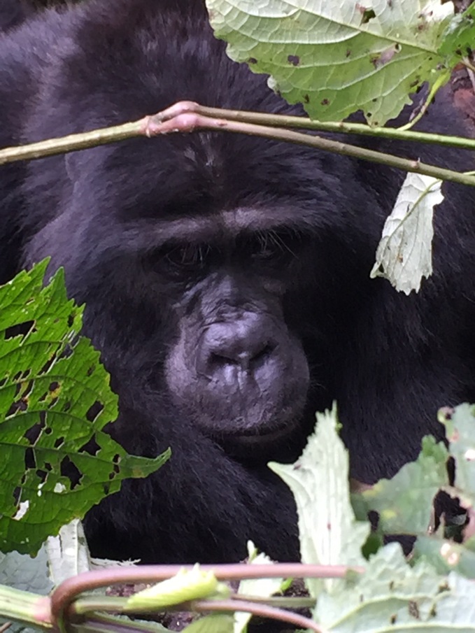 Female Gorilla, Bwindi Impenetrable Forest, Uganda