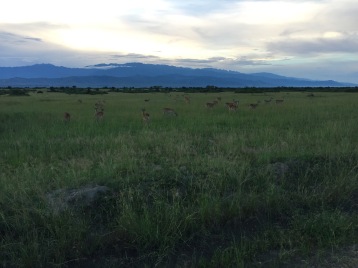 Antelope with the backdrop of Rwenzori Mountains, Uganda