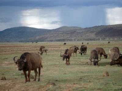 Water buffaloes in a herd before rain, Lake Nakuru, Kenya