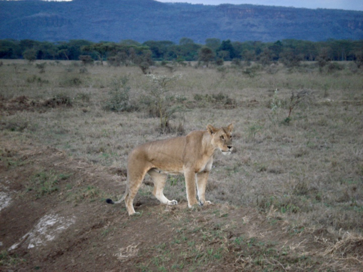 Female lion, Lake Nakuru, Kenya