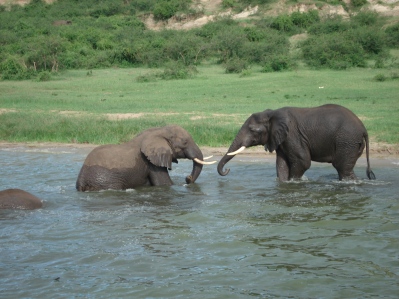 Elephants sparing, Queen Elizabeth National Park, Uganda