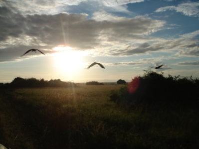 Flying maribou storks at dawn in Queen Elizabeth National Park, Uganda.